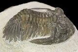 Bargain, Hollardops Trilobite - Visible Eye Facets #119845-1